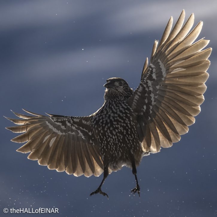 Northern Nutcracker - The Hall of Einar - photograph © David Bailey (not the)