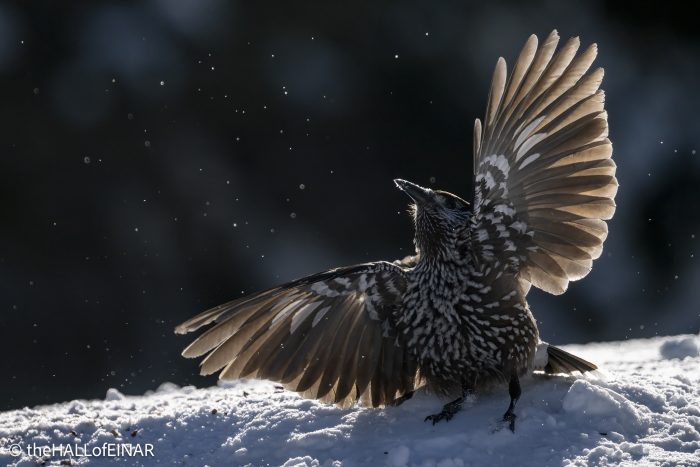 Northern Nutcracker - The Hall of Einar - photograph © David Bailey (not the)