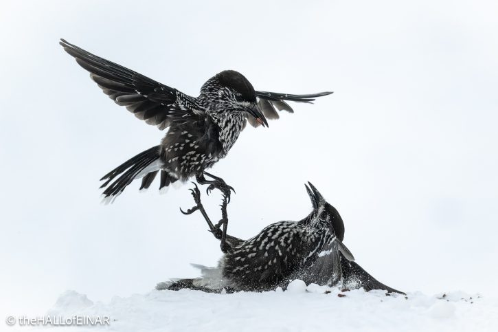 Northern Nutcracker - The Hall of Einar - photograph © David Bailey (not the)