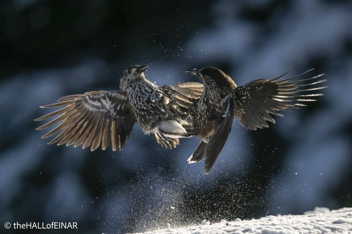Northern Nutcracker - The Hall of Einar - photograph © David Bailey (not the)