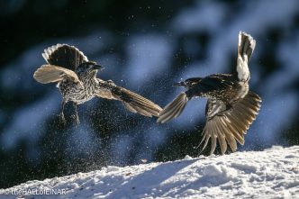 Northern Nutcracker - The Hall of Einar - photograph © David Bailey (not the)