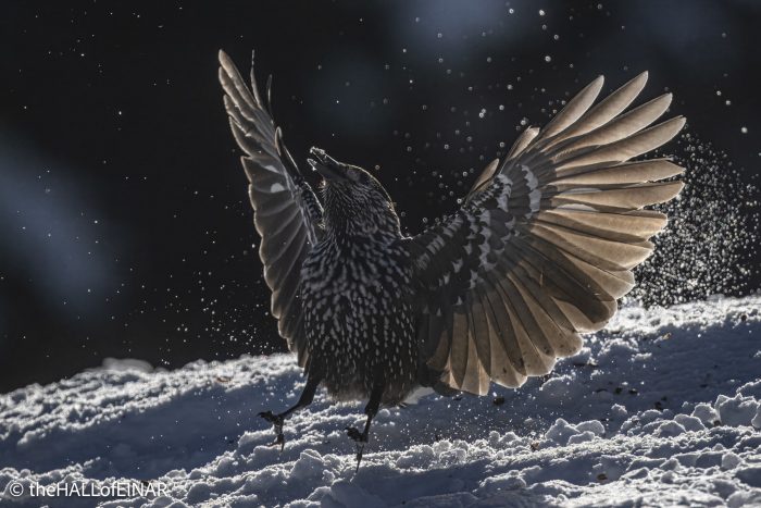 Northern Nutcracker - The Hall of Einar - photograph © David Bailey (not the)