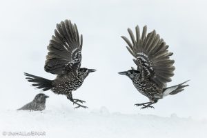 Northern Nutcracker - The Hall of Einar - photograph © David Bailey (not the)