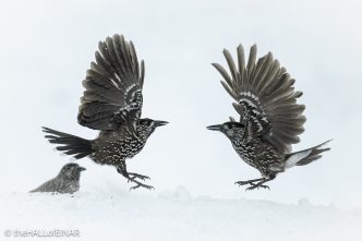 Northern Nutcracker - The Hall of Einar - photograph © David Bailey (not the)