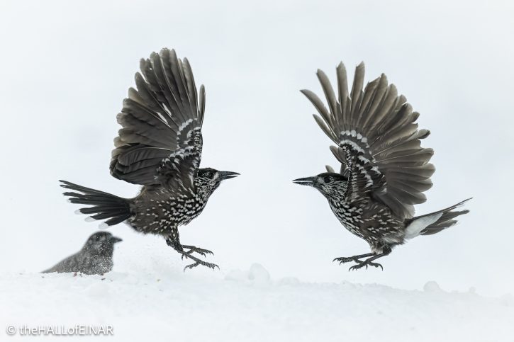 Northern Nutcracker - The Hall of Einar - photograph © David Bailey (not the)