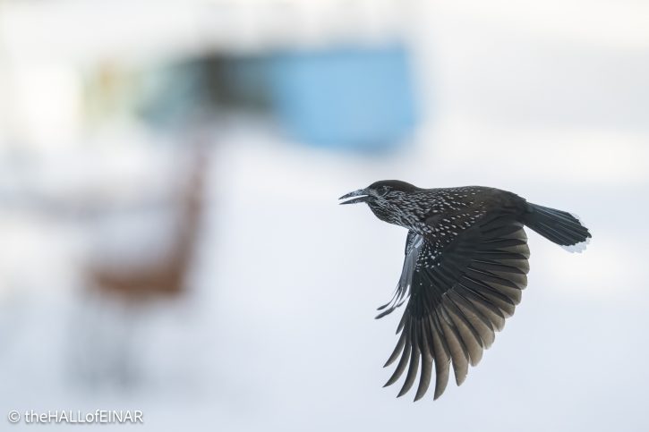 Northern Nutcracker - The Hall of Einar - photograph © David Bailey (not the)
