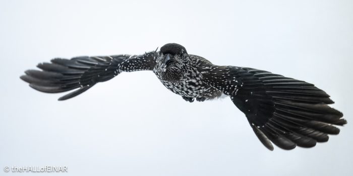 Northern Nutcracker - The Hall of Einar - photograph © David Bailey (not the)