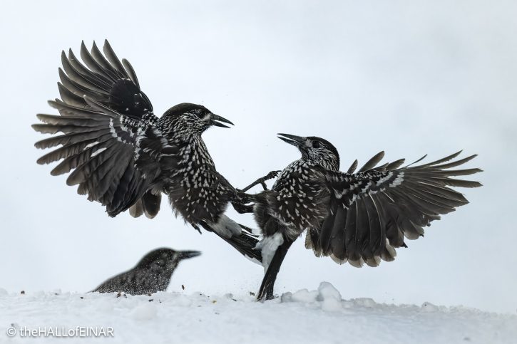Northern Nutcracker - The Hall of Einar - photograph © David Bailey (not the)