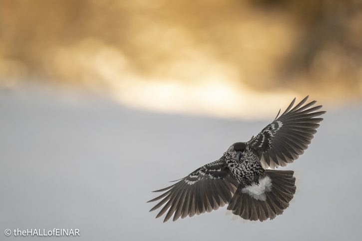 Northern Nutcracker - The Hall of Einar - photograph © David Bailey (not the)
