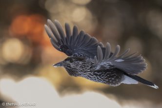 Northern Nutcracker - The Hall of Einar - photograph © David Bailey (not the)