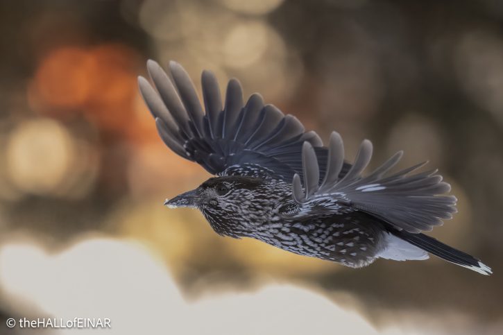 Northern Nutcracker - The Hall of Einar - photograph © David Bailey (not the)