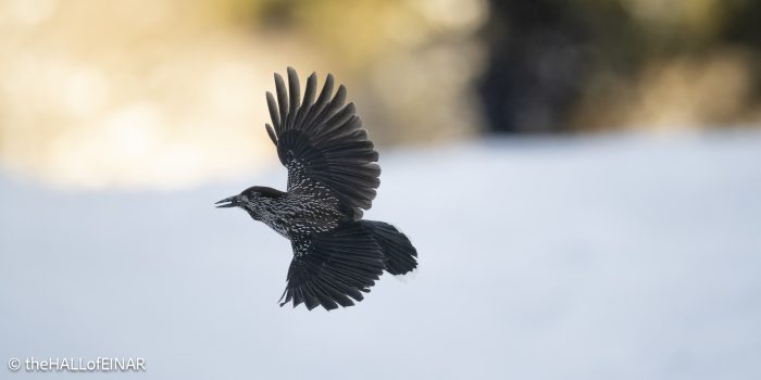 Northern Nutcracker - The Hall of Einar - photograph © David Bailey (not the)