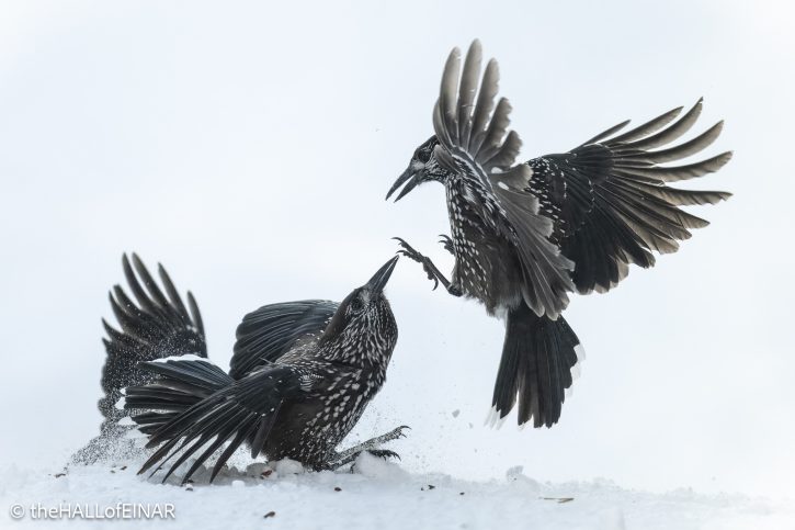 Northern Nutcracker - The Hall of Einar - photograph © David Bailey (not the)