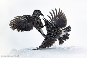 Northern Nutcracker - The Hall of Einar - photograph © David Bailey (not the)