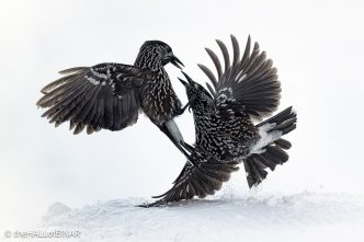 Northern Nutcracker - The Hall of Einar - photograph © David Bailey (not the)
