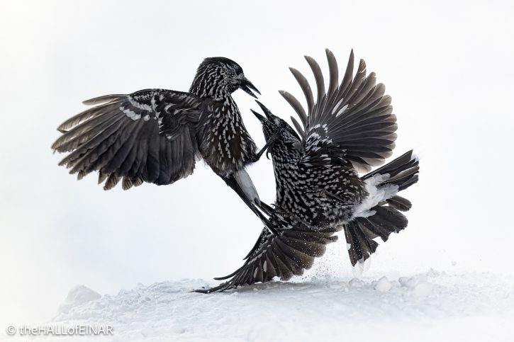 Northern Nutcracker - The Hall of Einar - photograph © David Bailey (not the)