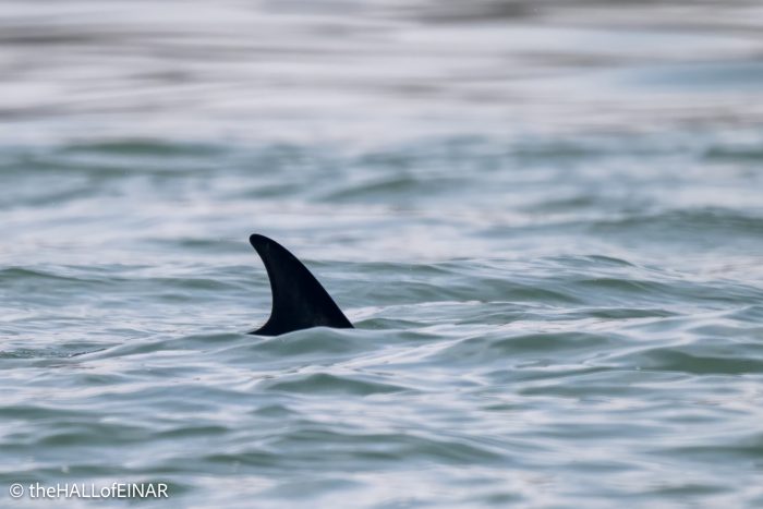 Common Dolphin - the Hall of Einar - photo © David Bailey (not the)