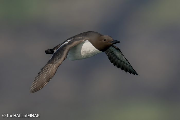 Common Guillemot - the Hall of Einar - photo © David Bailey (not the)