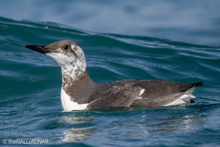 Common Guillemot - the Hall of Einar - photo © David Bailey (not the)