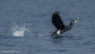 Cormorant - the Hall of Einar - photo © David Bailey (not the)