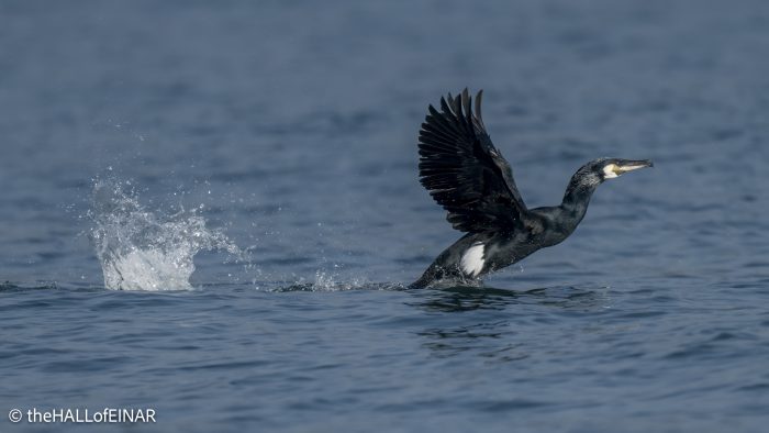 Cormorant - the Hall of Einar - photo © David Bailey (not the)