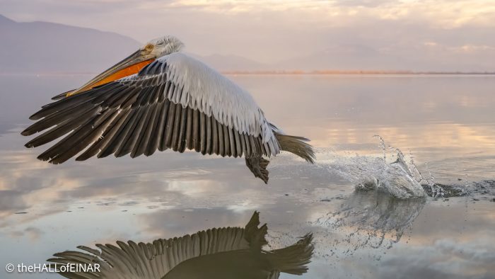 Dalmatian Pelican at Lake Kerkini - The Hall of Einar - photograph © David Bailey (not the)