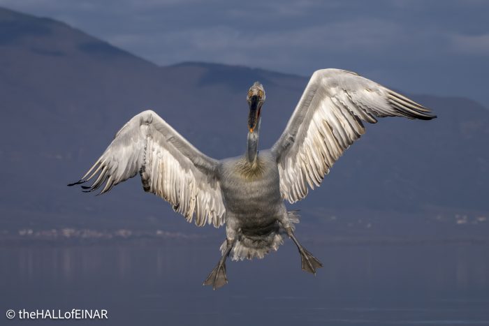 Dalmatian Pelican at Lake Kerkini - The Hall of Einar - photograph © David Bailey (not the)
