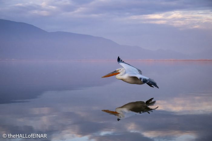 Dalmatian Pelican at Lake Kerkini - The Hall of Einar - photograph © David Bailey (not the)