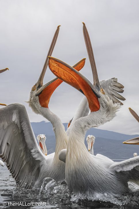 Dalmatian Pelican at Lake Kerkini - The Hall of Einar - photograph © David Bailey (not the)