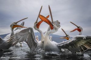 Dalmatian Pelican at Lake Kerkini - The Hall of Einar - photograph © David Bailey (not the)