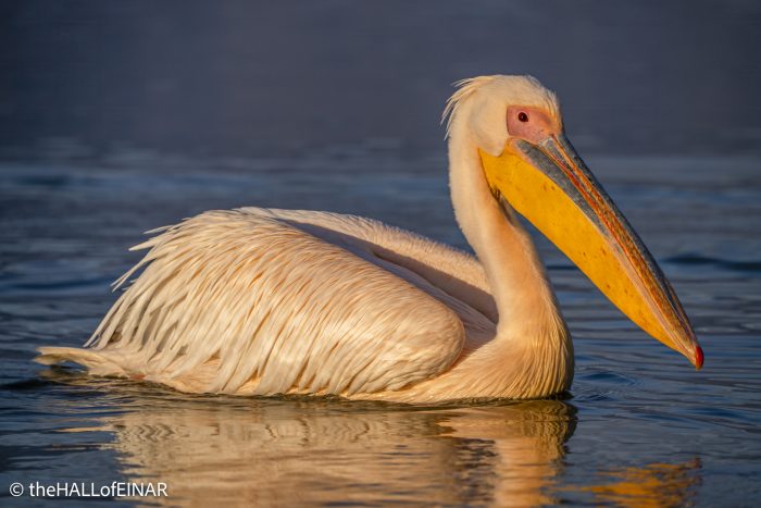 Great White Pelican at Lake Kerkini - The Hall of Einar - photograph © David Bailey (not the)