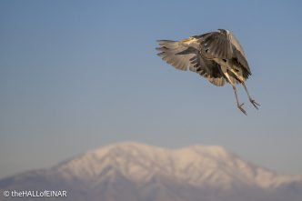 Grey Heron at Lake Kerkini - The Hall of Einar - photograph © David Bailey (not the)