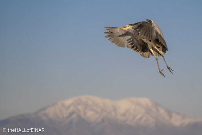 Grey Heron at Lake Kerkini - The Hall of Einar - photograph © David Bailey (not the)