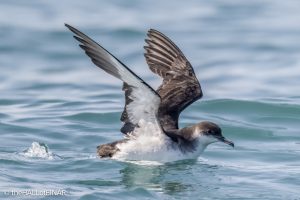 Manx Shearwater - the Hall of Einar - photo © David Bailey (not the)