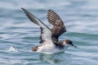 Manx Shearwater - the Hall of Einar - photo © David Bailey (not the)