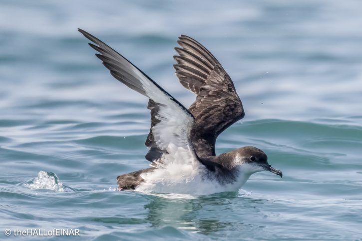 Manx Shearwater - the Hall of Einar - photo © David Bailey (not the)