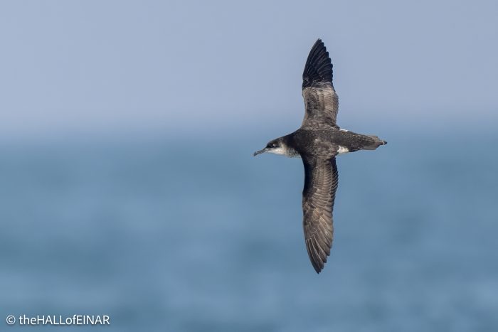 Manx Shearwater - the Hall of Einar - photo © David Bailey (not the)