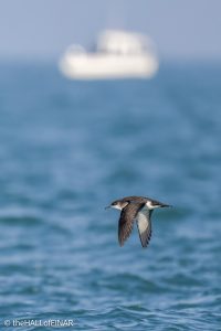Manx Shearwater - the Hall of Einar - photo © David Bailey (not the)