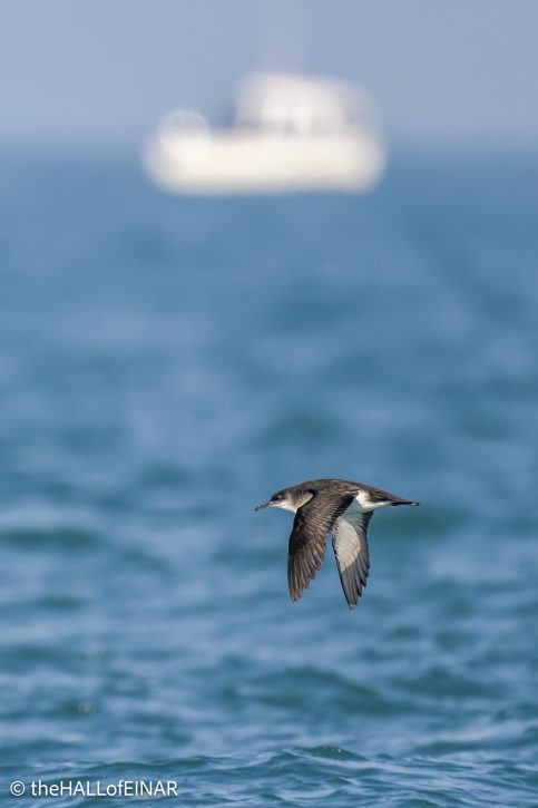 Manx Shearwater - the Hall of Einar - photo © David Bailey (not the)