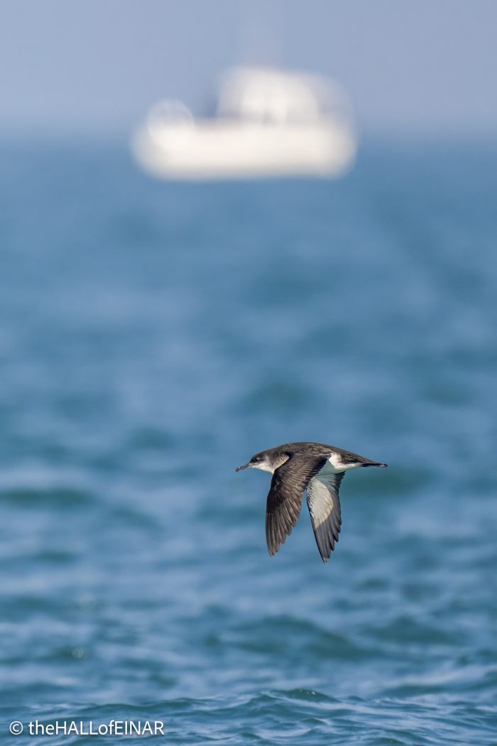 Manx Shearwater - the Hall of Einar - photo © David Bailey (not the)