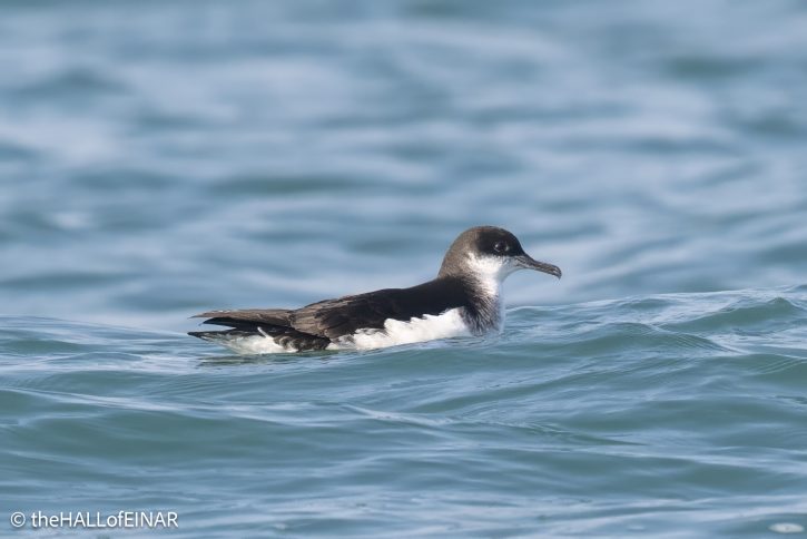 Manx Shearwater - the Hall of Einar - photo © David Bailey (not the)