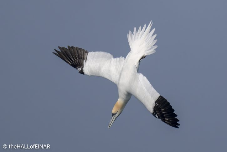 Northern Gannet - the Hall of Einar - photo © David Bailey (not the)