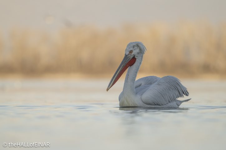 Dalmatian Pelican at Lake Kerkini - The Hall of Einar - photograph © David Bailey (not the)