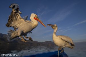 Dalmatian Pelican at Lake Kerkini - The Hall of Einar - photograph © David Bailey (not the)