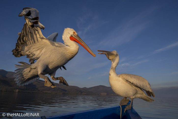 Dalmatian Pelican at Lake Kerkini - The Hall of Einar - photograph © David Bailey (not the)