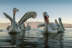 Dalmatian Pelican at Lake Kerkini - The Hall of Einar - photograph © David Bailey (not the)