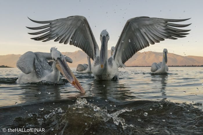 Dalmatian Pelican at Lake Kerkini - The Hall of Einar - photograph © David Bailey (not the)