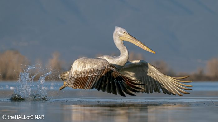 Dalmatian Pelican at Lake Kerkini - The Hall of Einar - photograph © David Bailey (not the)