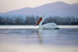 Dalmatian Pelican at Lake Kerkini - The Hall of Einar - photograph © David Bailey (not the)