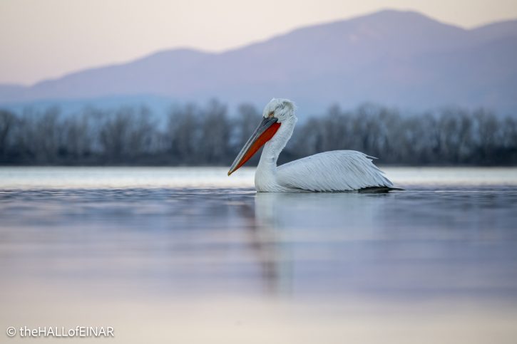 Dalmatian Pelican at Lake Kerkini - The Hall of Einar - photograph © David Bailey (not the)